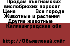 Продам въетнамских вислобрюхих поросят › Цена ­ 2 500 - Все города Животные и растения » Другие животные   . Калининградская обл.